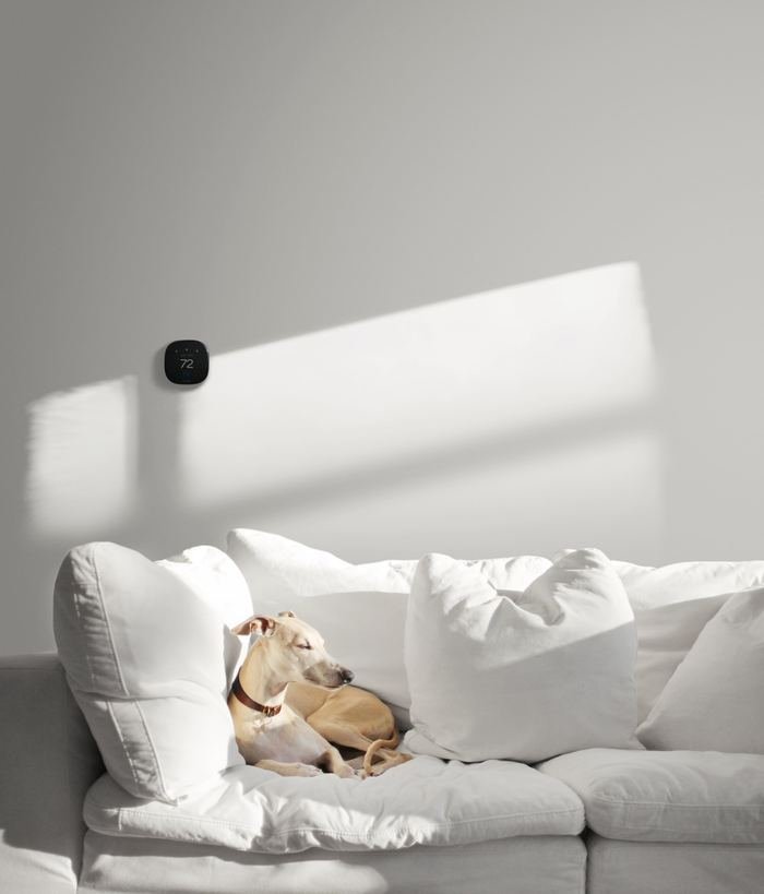 Dog relaxing on a white sofa below an ecobee thermostat on the wall